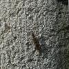 Tipula sp.